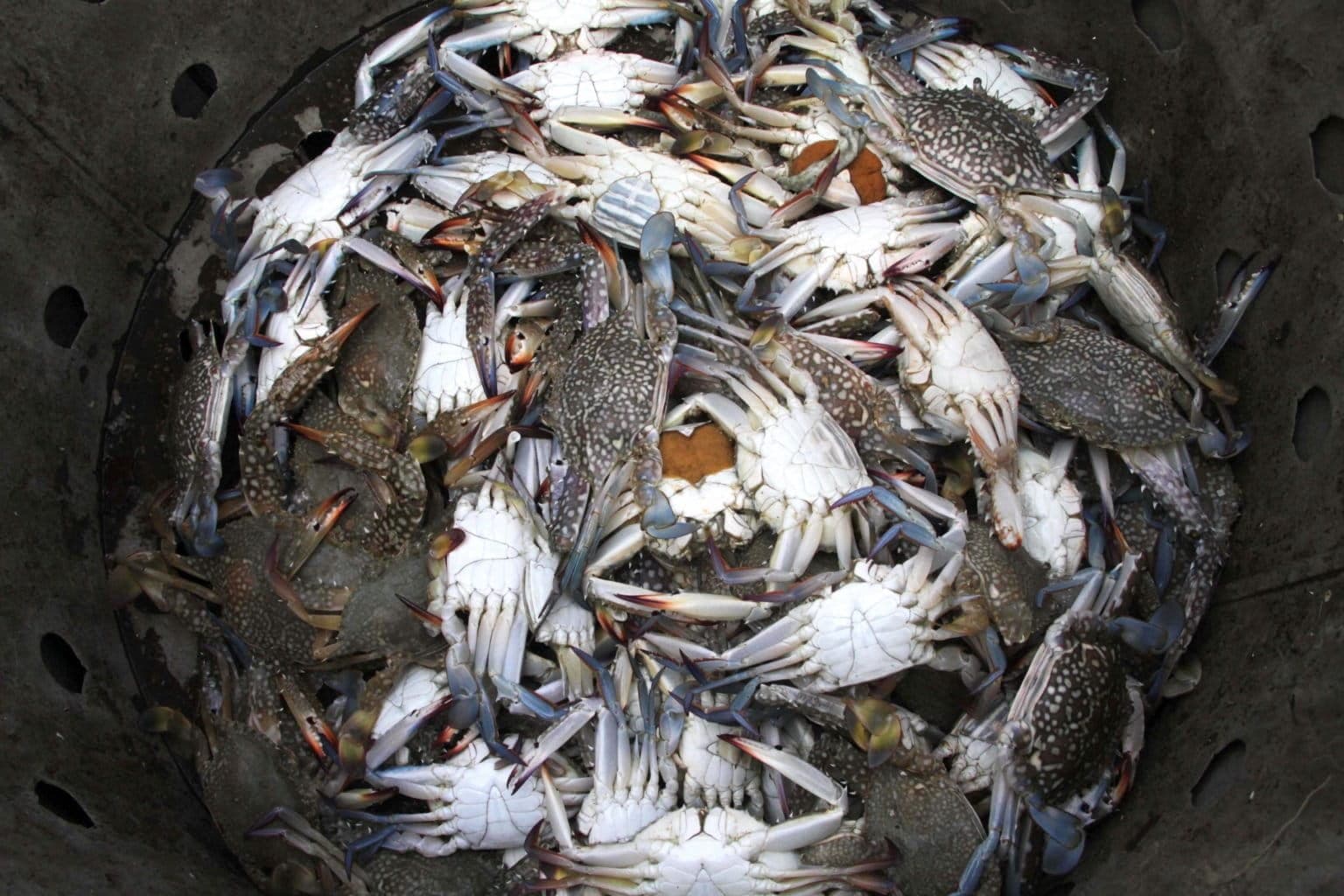 Rajungan Indonesia di Persimpangan Jalan: Menata Ulang Perikanan di Tengah Tekanan Pasar Global